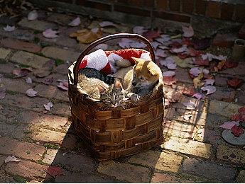 10年前的今天 《质量效应3》发售了